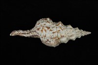 藏品(花斑長旋螺)的圖片